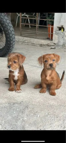 Pincher+Shitzu 
