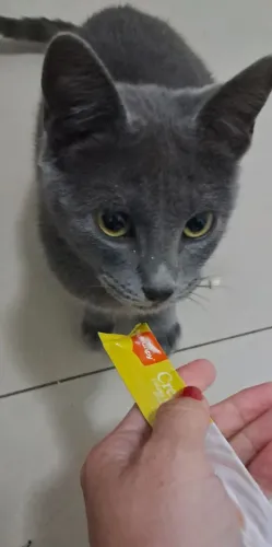 Gata cinza