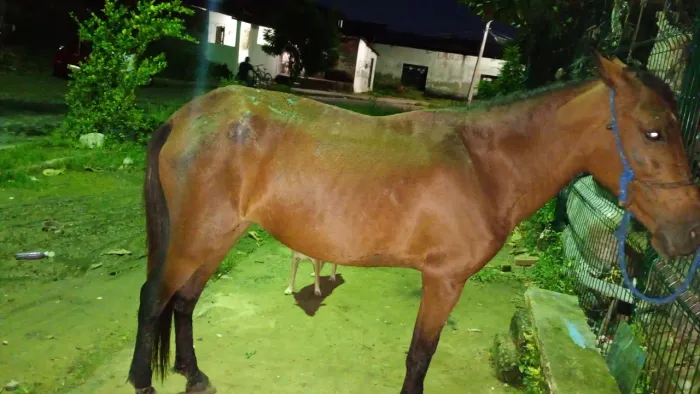 Vendo égua malhadeira mojada