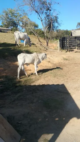 Bezerro
