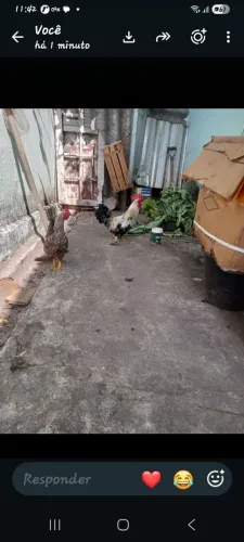 Galos da Dona Maria