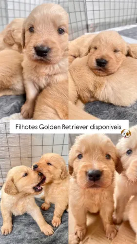 Filhote Golden Retriever