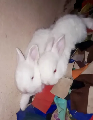 Coelhos filhote 