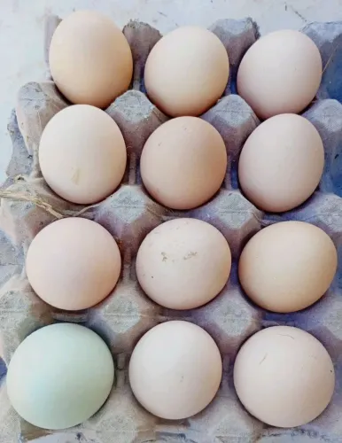 Ovos férteis de galinhas