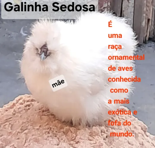 Pintinhos de galinha Sedosa 