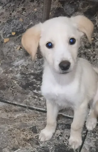 Cachorro Labrador branco 