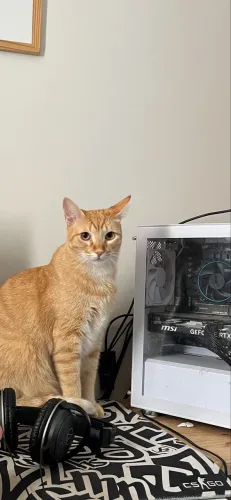 Pc gamer Intel