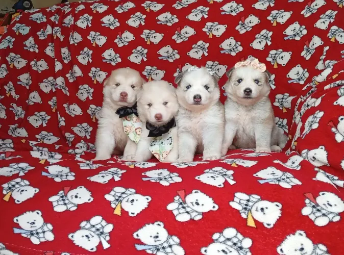 Husky siberiano fêmea e machos disponível 