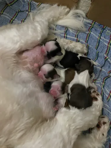 FILHOTES DE SHIH-TZU DISPONÍVEIS