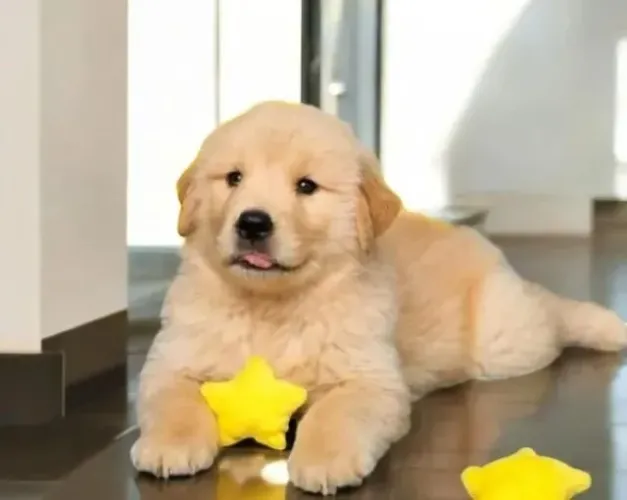Golden Cachorrinhos lindos prontos para conquistar corações