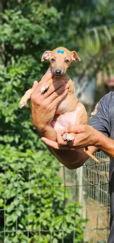 Galguinha Femea Muito pequena