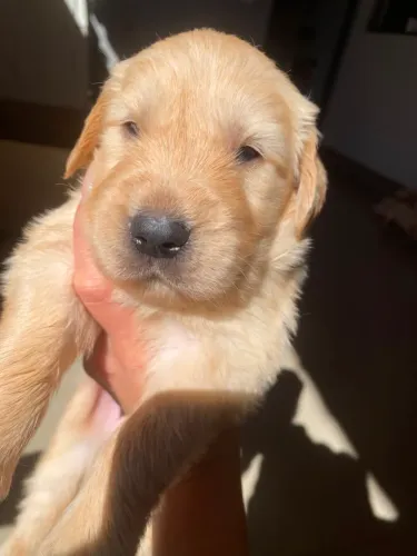 Golden Retriever