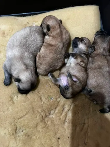 Vende-se cachorros Shitzu 