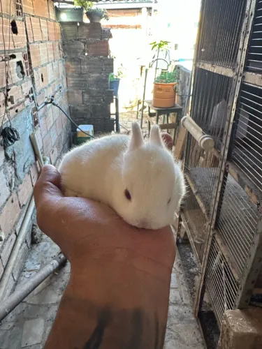 Coelhos domésticos à venda - R$ 70 cada