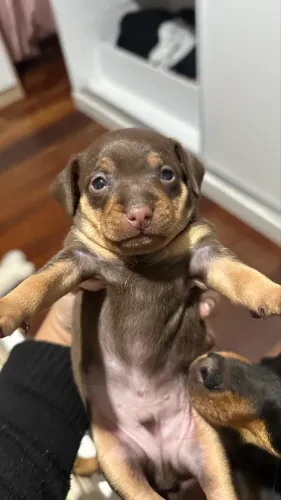 Filhote MACHO Pinscher - Marrom