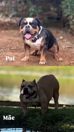 American Bully