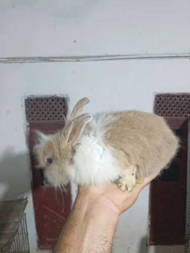 Venda de coelhos mini Macho