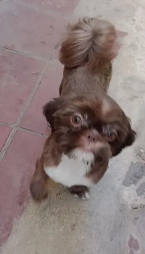 Shitzu macho