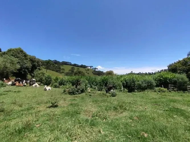 SÍTIO PARA PLANTIO DE OLIVEIRAS / ABACATE / UVAS EM DELFIM MOREIRA-MG
