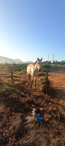 Vendo Cavalo