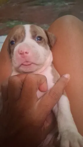 Filhote de pit bull 