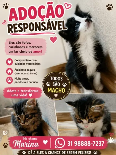 Gatinhos machos para adoção