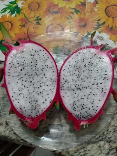 Muda de pitaia polpa branca luz embrapa