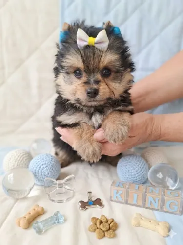 Amor verdadeiro Yorkshire terrier disponíveis para vc chma no chat