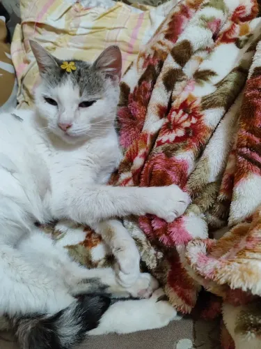 Doa-se essa gatinha linda