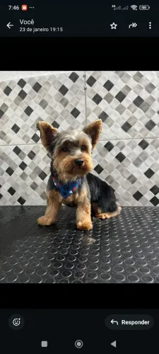 Yorkshire terrier padreador