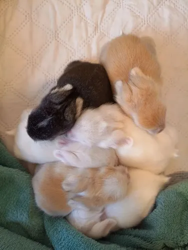 Mini coelho