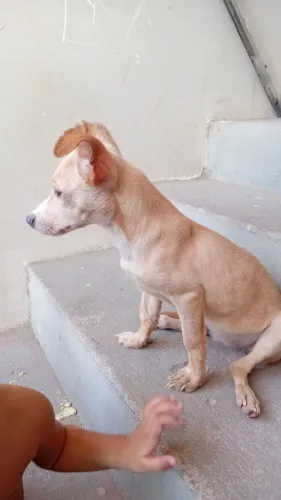 Cachorra porte pequeno dócil e obediente
