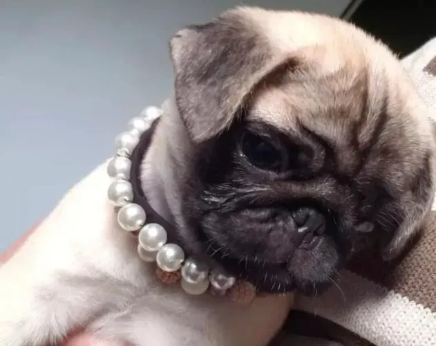 Pug amor é muito carinho !! Chame agora 