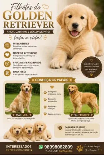 Filhotes de Golden Retrivier