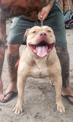Pit monster (brazilian bull)