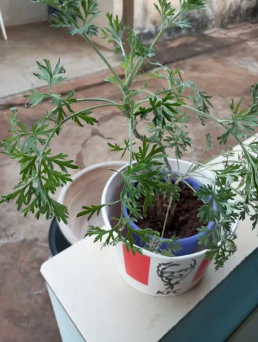 Vendo esta muda de losna não entrego