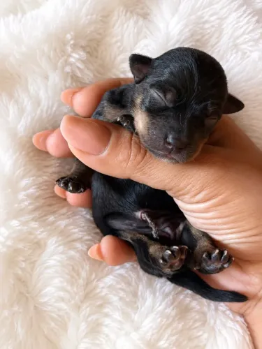 Pinscher zero 