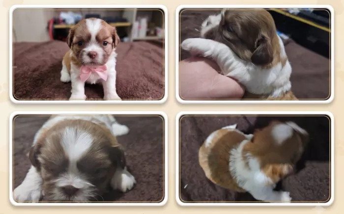 Filhote de shihtzu fêmea raça pura