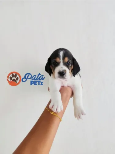 Filhote de Beagle