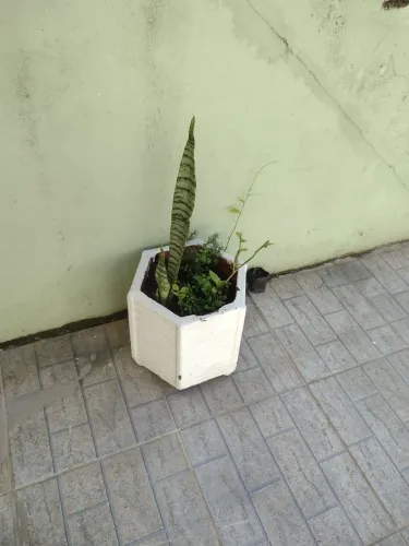 Vasos plantas
