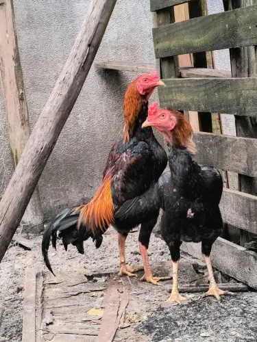 Galo indio