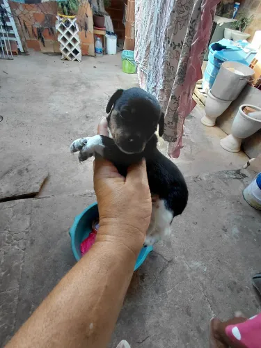 Pinscher 01 de pai e mãe 