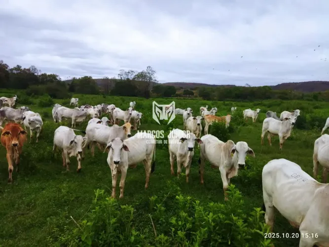 VENDO FAZENDA DE PECUARIA NO NORTE DE MINAS DE 1200 HA PROXIMO A PONTO CHIQUE MG COM BEIRA