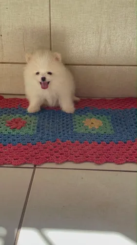 Filhote Spitz Alemão Macho Branco 