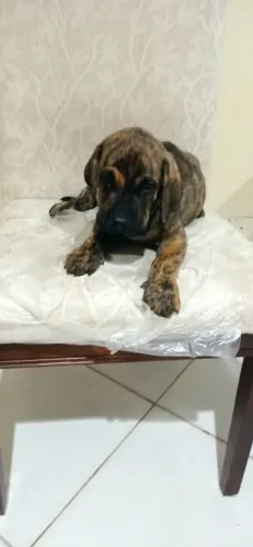 Filhote de fila brasileiro puro último exemplar *05