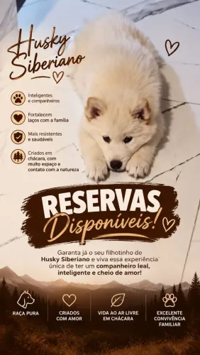HUSKY SIBERIANO