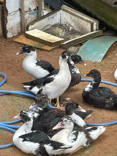 PATOS DOMÉSTICOS 