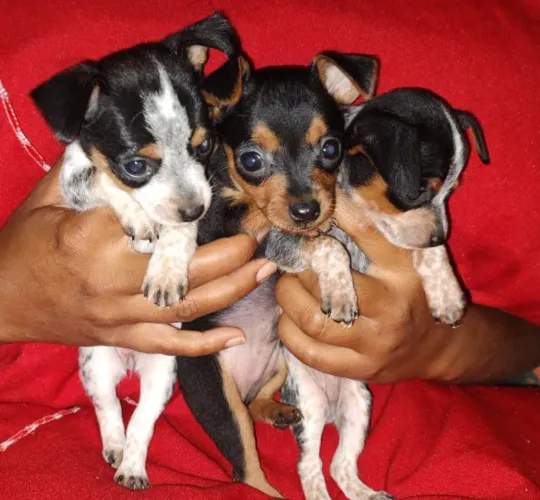 Pinscher tricolor