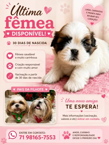     Última Fêmea Shih Tzu Disponível 