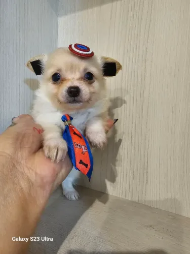 Cachorro